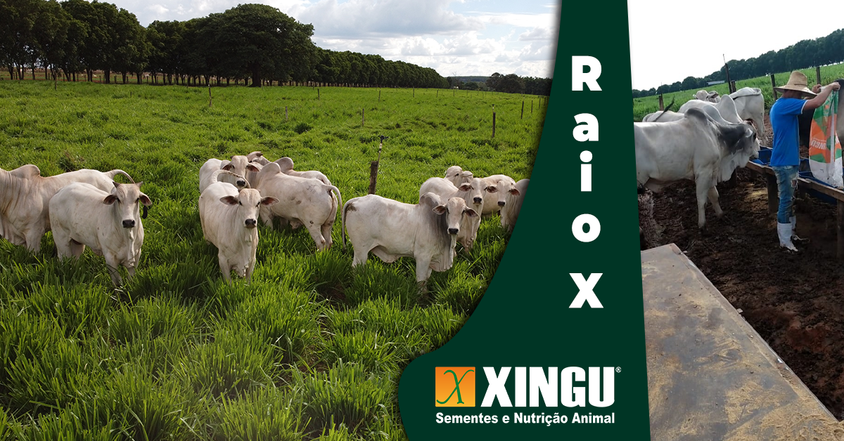 foto_Raio X - Relatório de Assistência Técnica Xingu - Estância Xingu